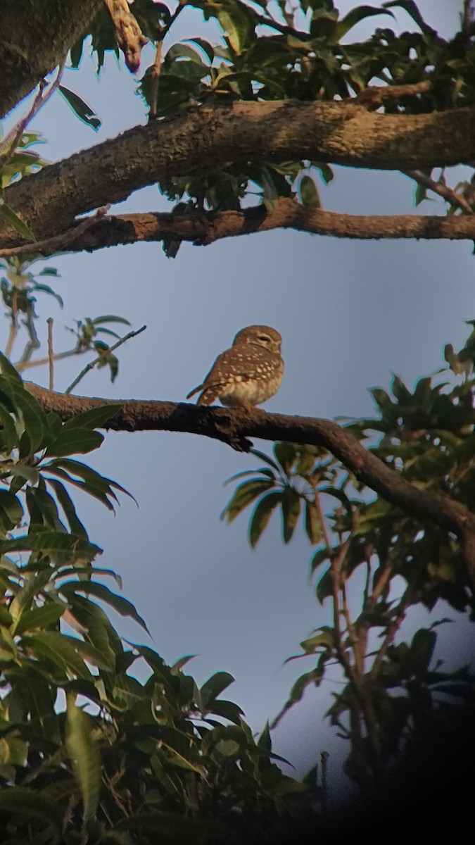 Spotted Owlet - ML626270307
