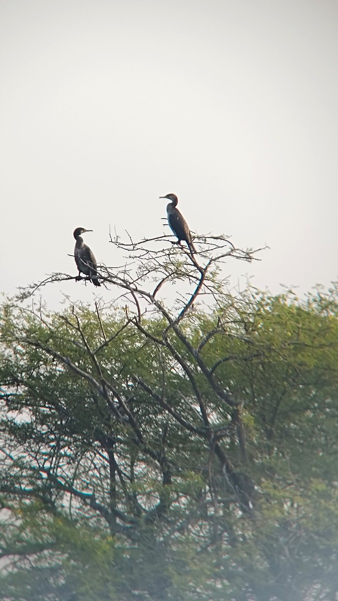 Indian Cormorant - ML626270323
