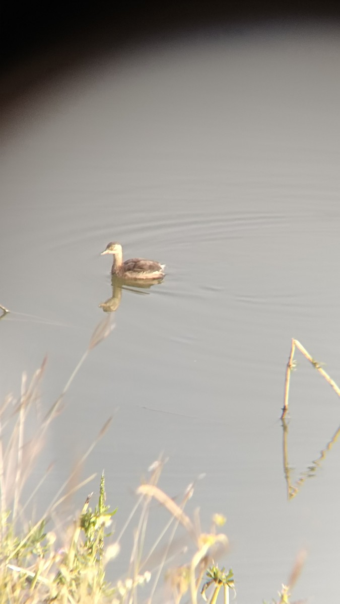 小鸊鷉 - ML626270328