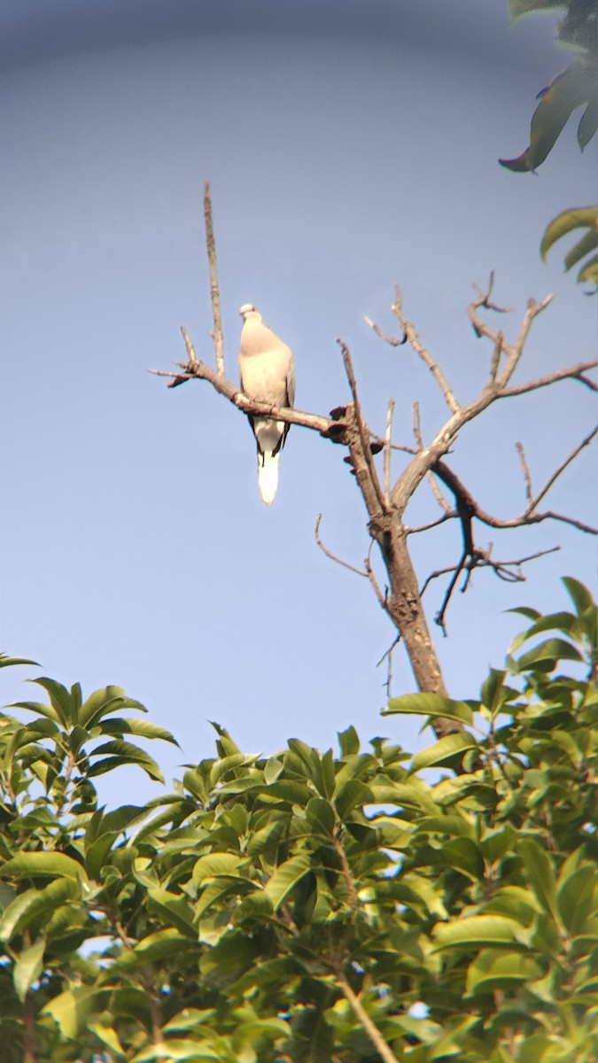 灰斑鳩 - ML626270341