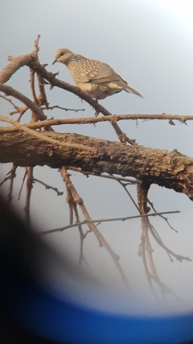 珠頸斑鳩 - ML626270359