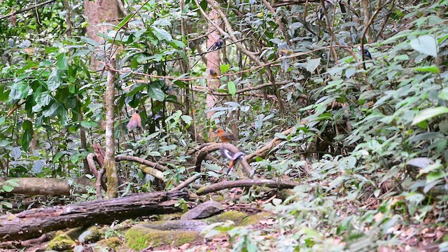 Silver-breasted Broadbill - ML626270432