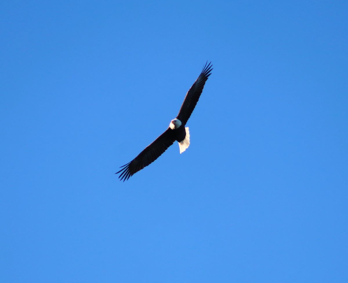 Bald Eagle - ML626270433