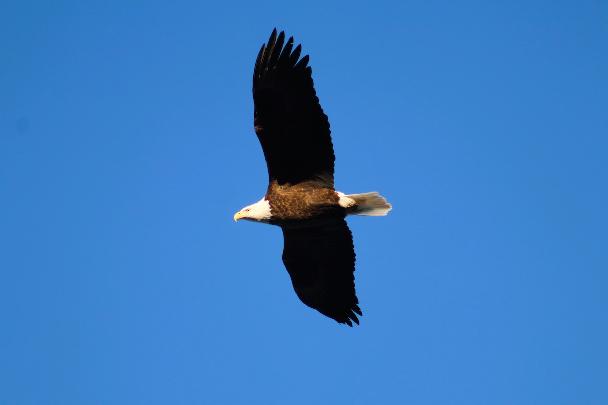 Bald Eagle - ML626270434