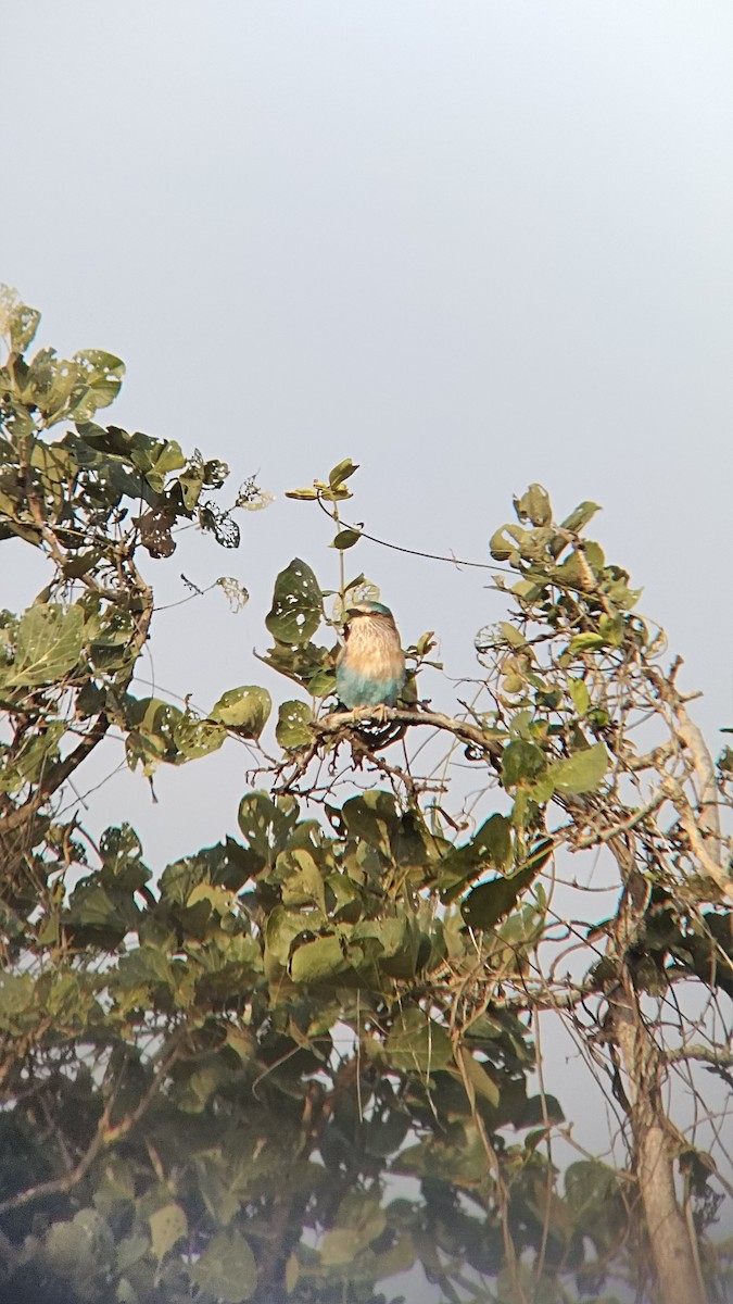 Indian Roller - ML626270448