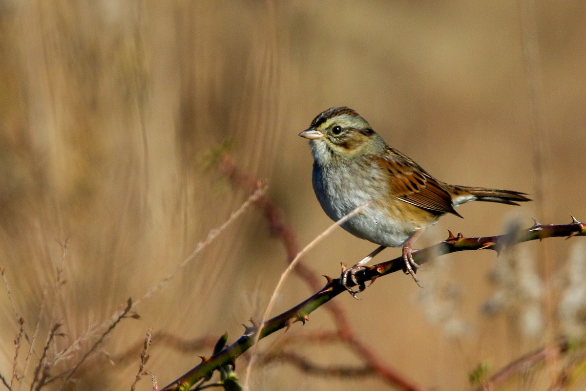 Swamp Sparrow - Alex Marine