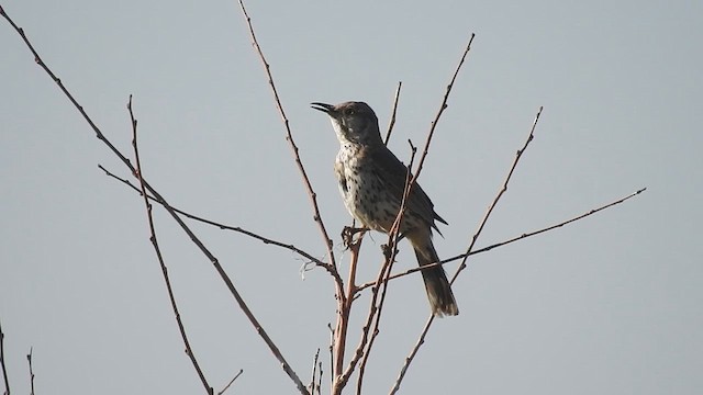 Sage Thrasher - ML626270566