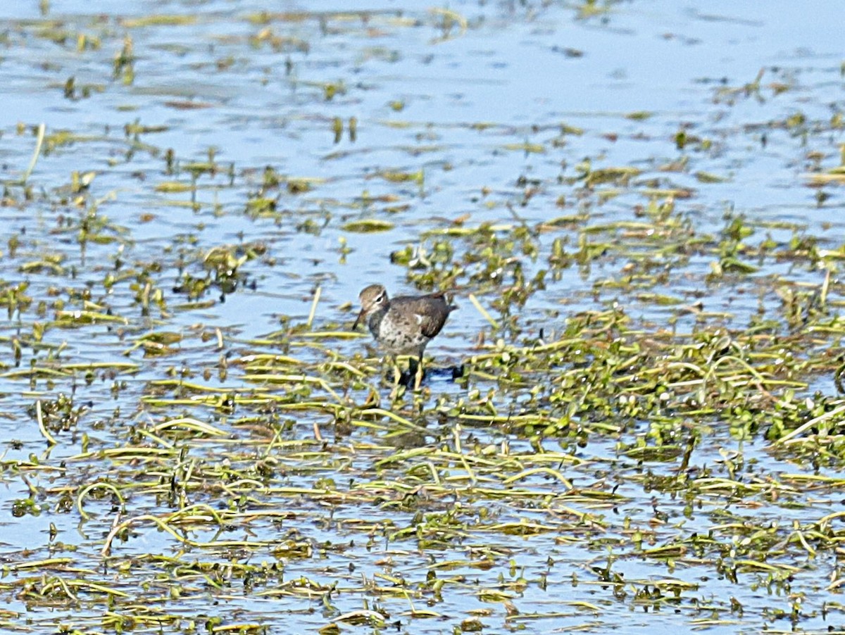 Spotted Sandpiper - ML626270686