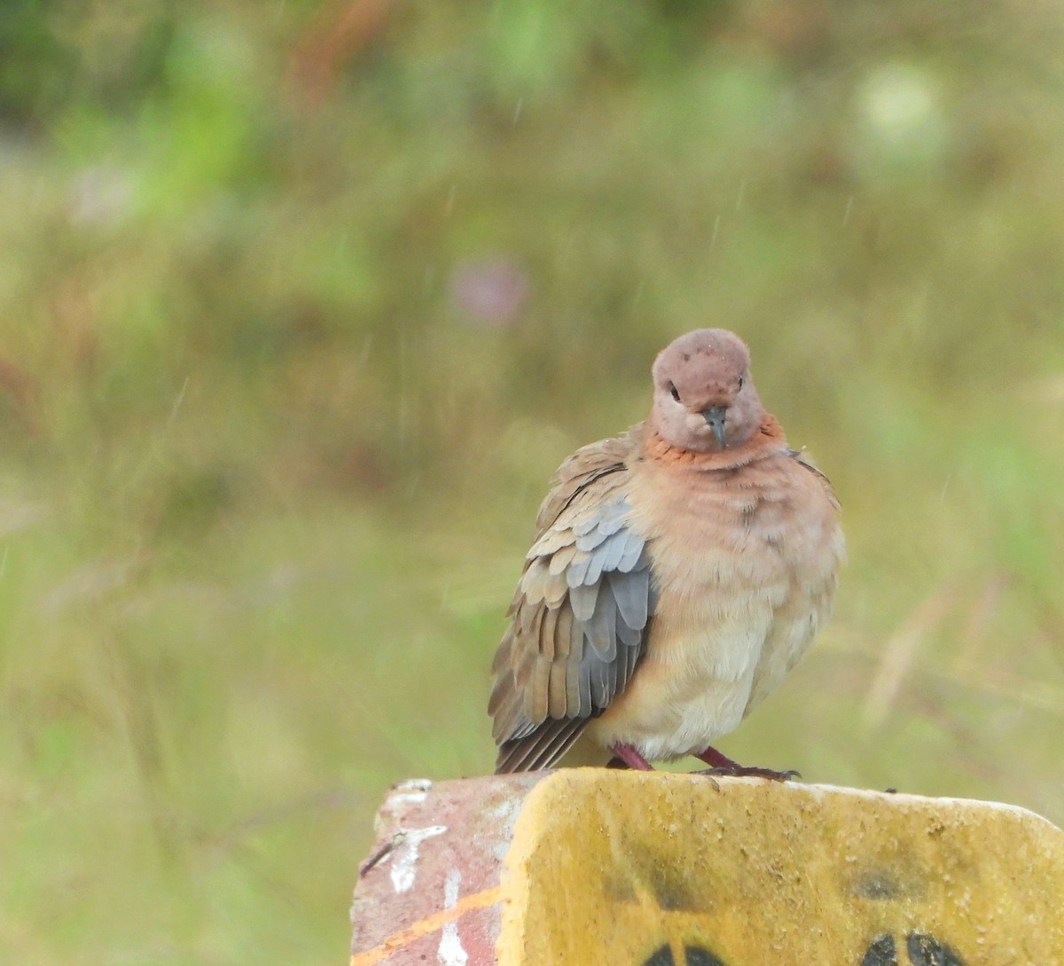 Laughing Dove - ML626271332