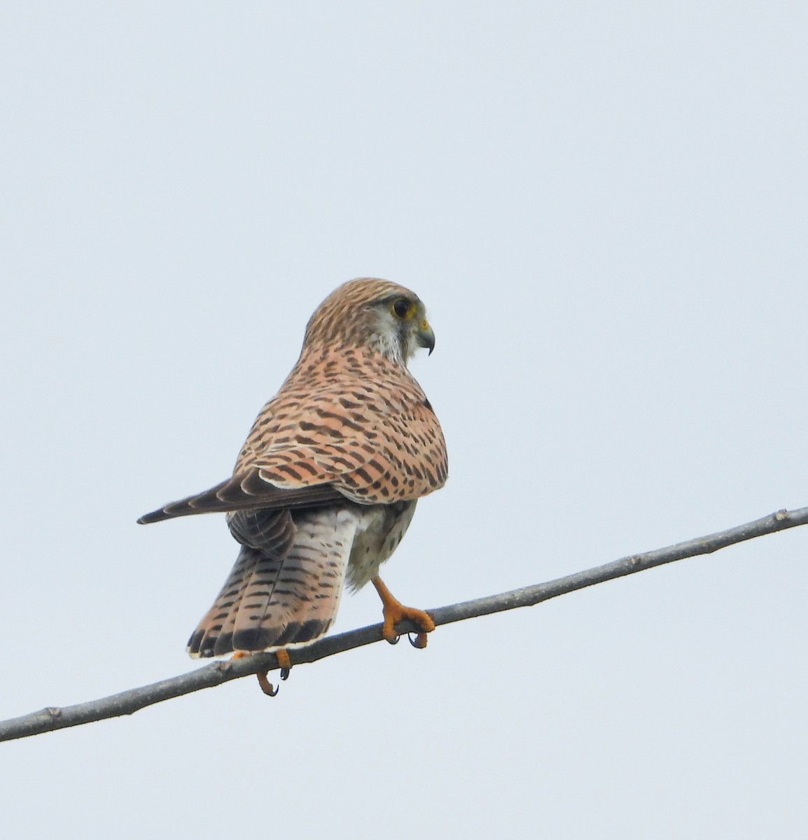 Eurasian Kestrel - ML626271356