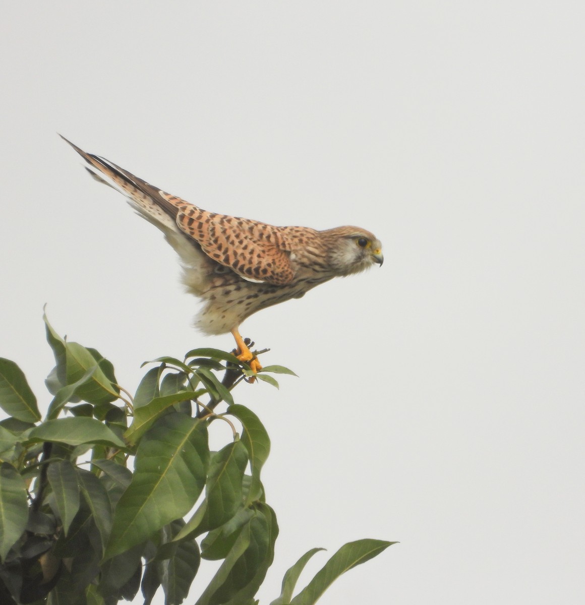 Eurasian Kestrel - ML626271357