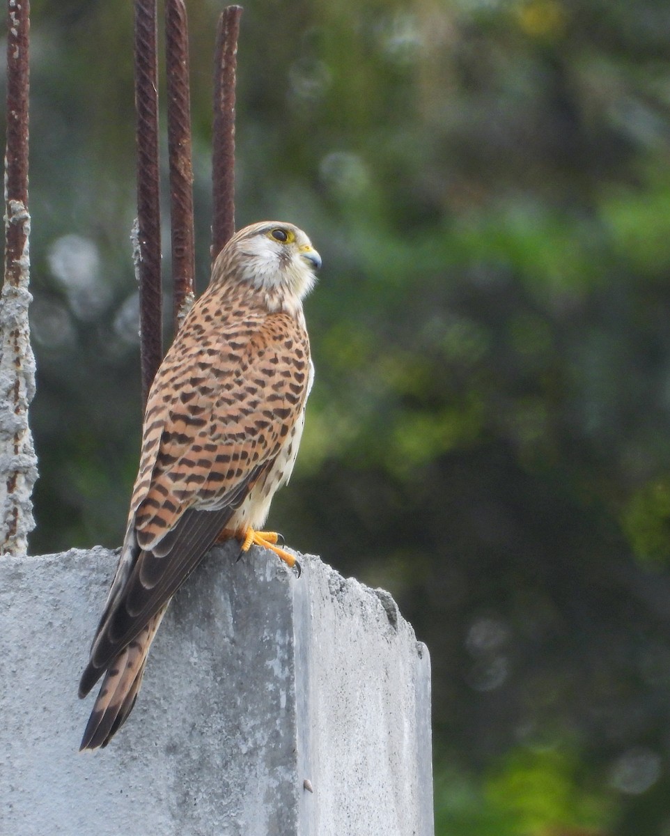 Eurasian Kestrel - ML626271358