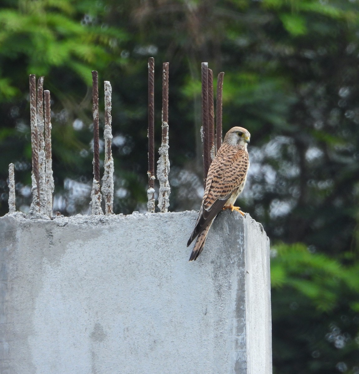 Eurasian Kestrel - ML626271359