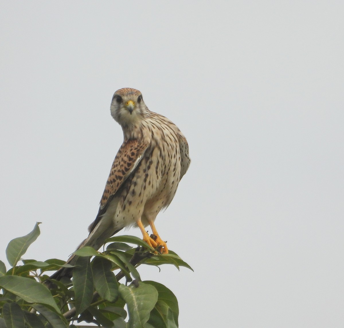 Eurasian Kestrel - ML626271360