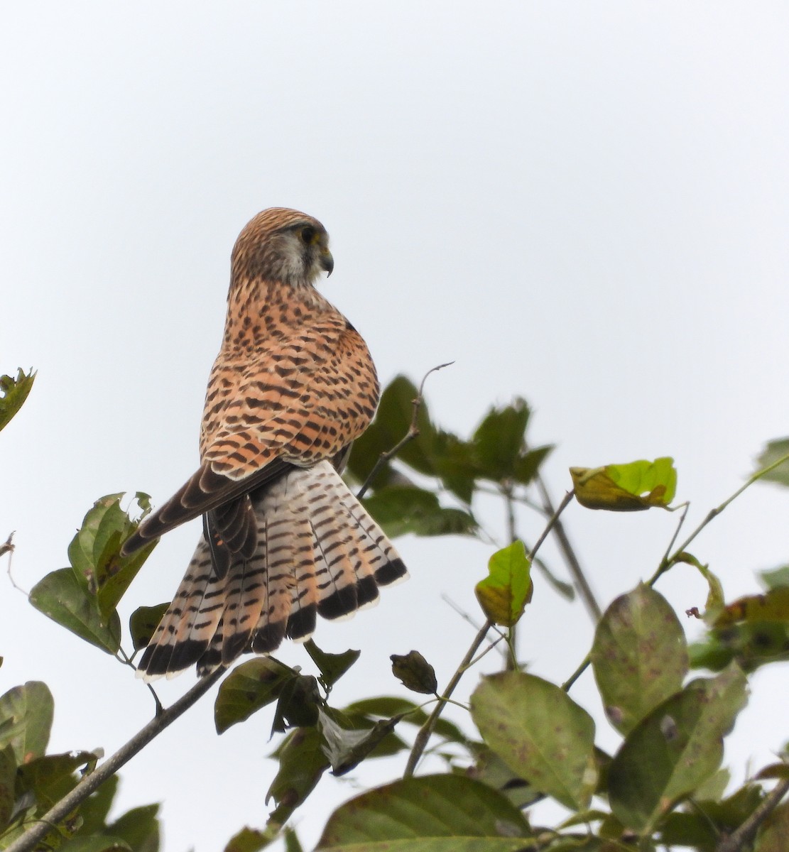 Eurasian Kestrel - ML626271361