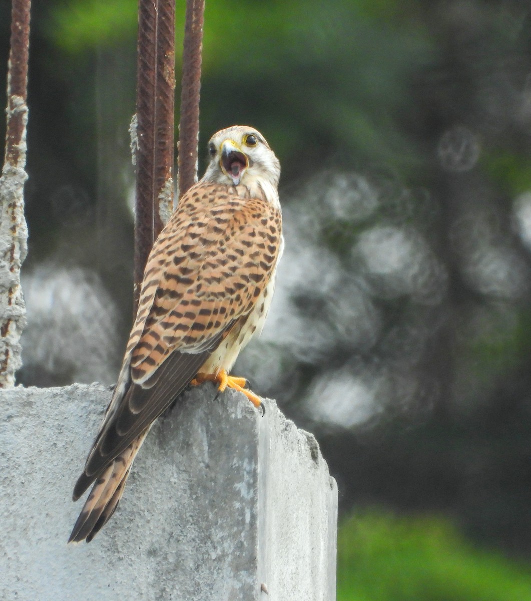 Eurasian Kestrel - ML626271362