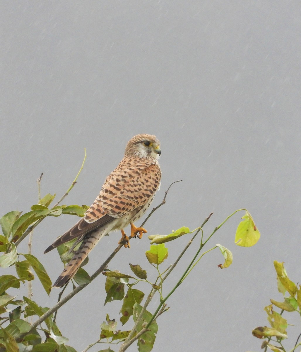 Eurasian Kestrel - ML626271364