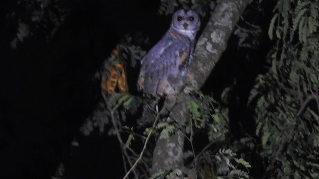 Mottled Wood-Owl - ML626271399