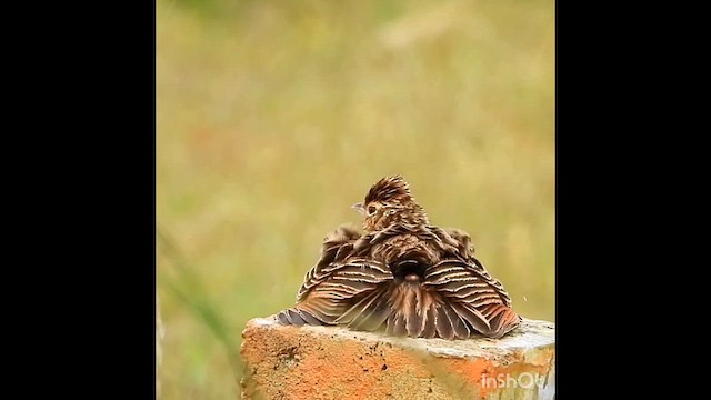 Jerdon's Bushlark - ML626271434