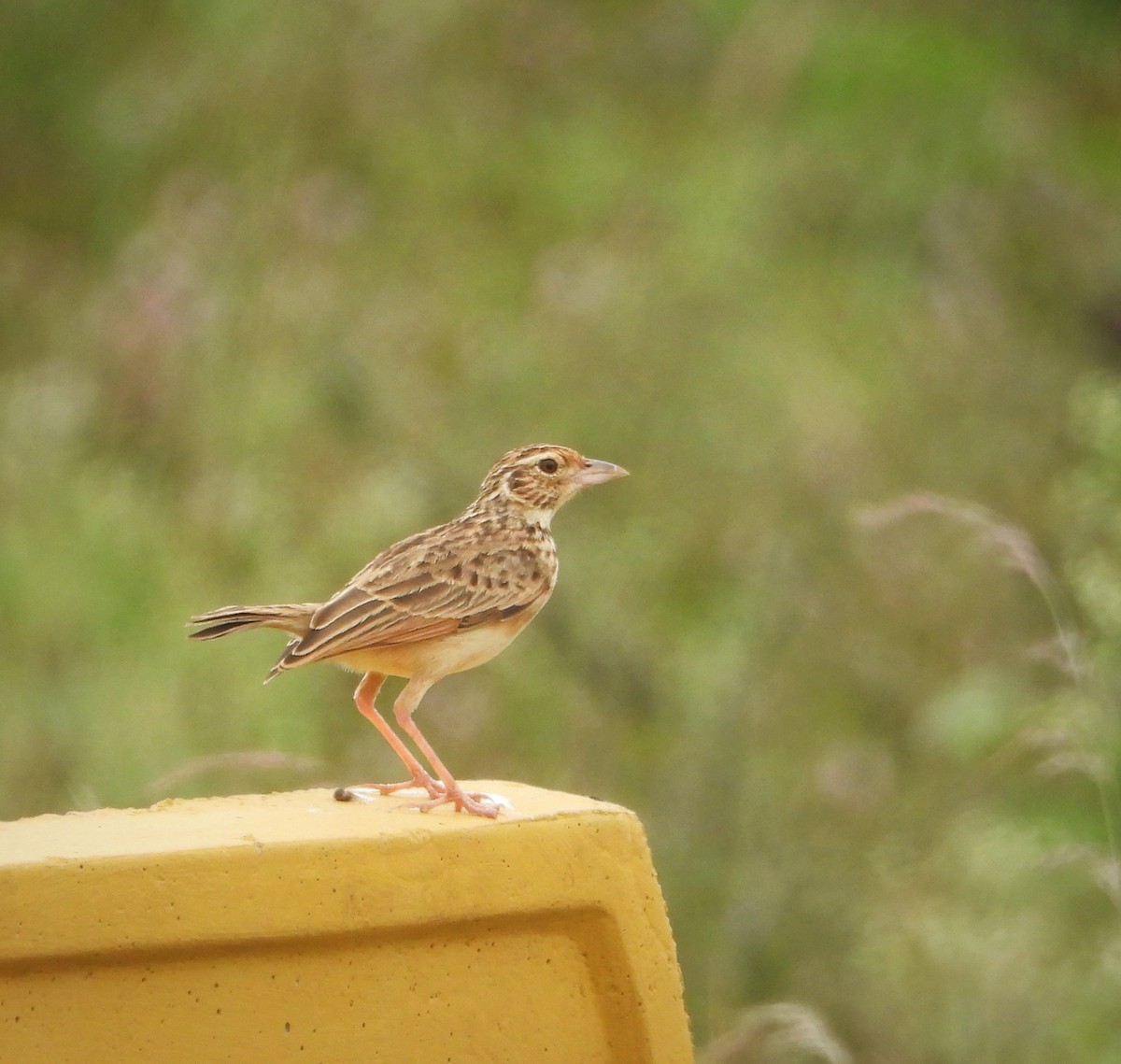 Jerdon's Bushlark - ML626271435