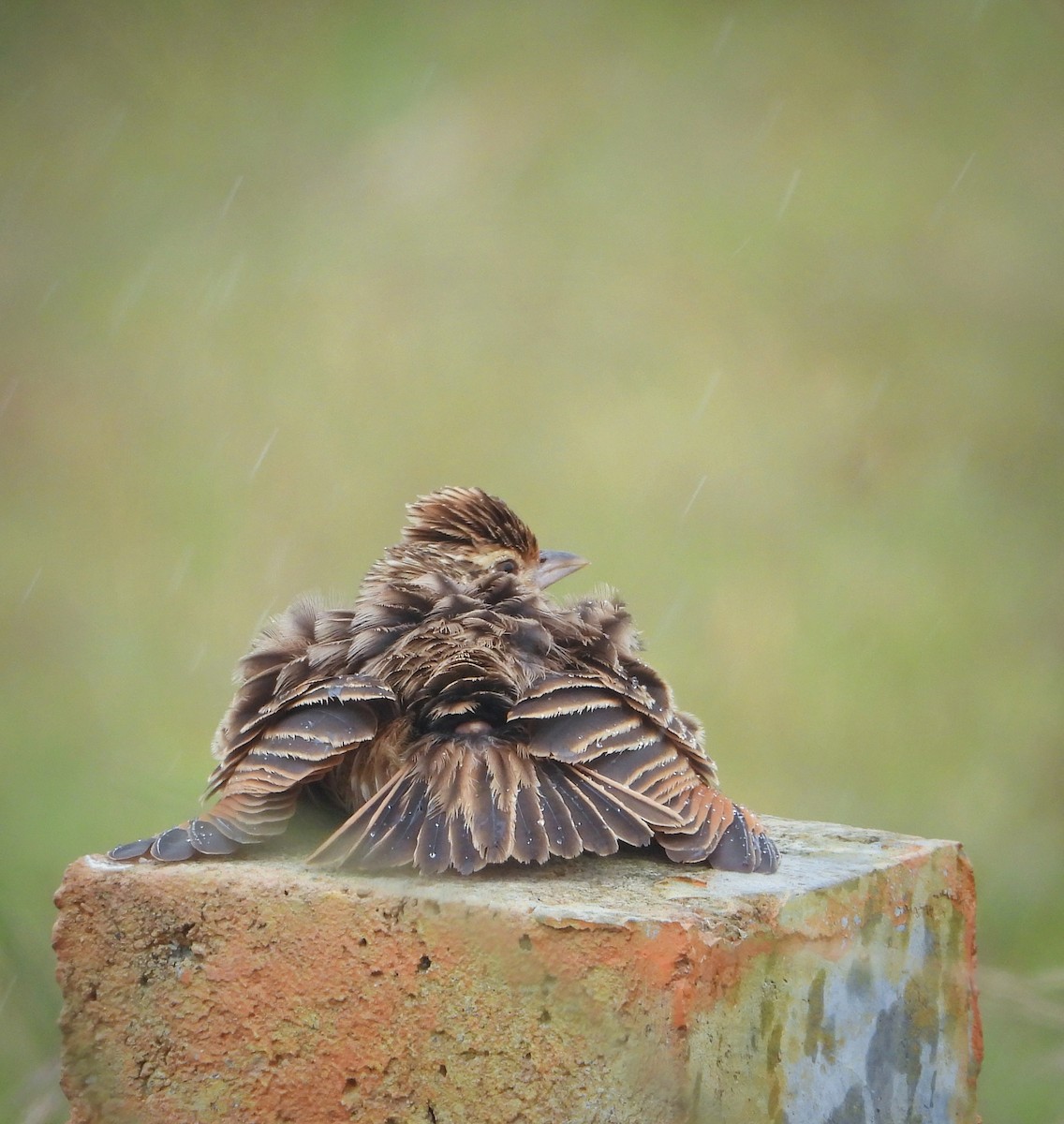 Jerdon's Bushlark - ML626271436