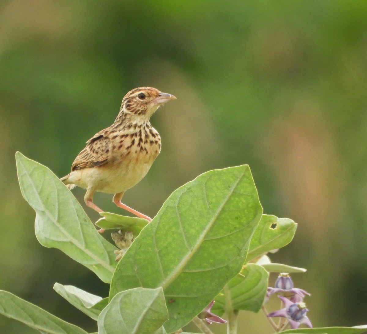 Jerdon's Bushlark - ML626271437