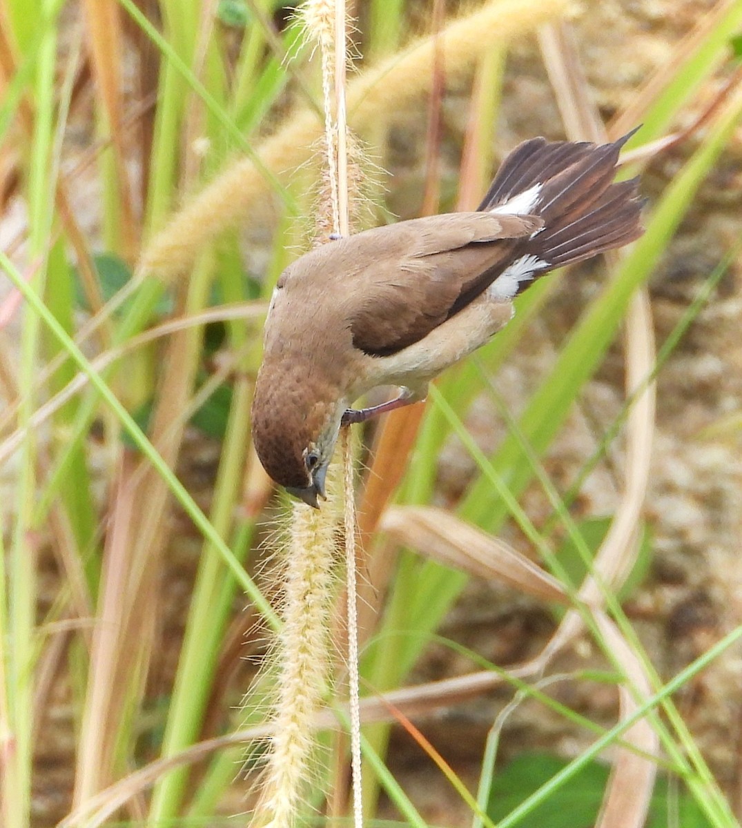 Indian Silverbill - ML626271465