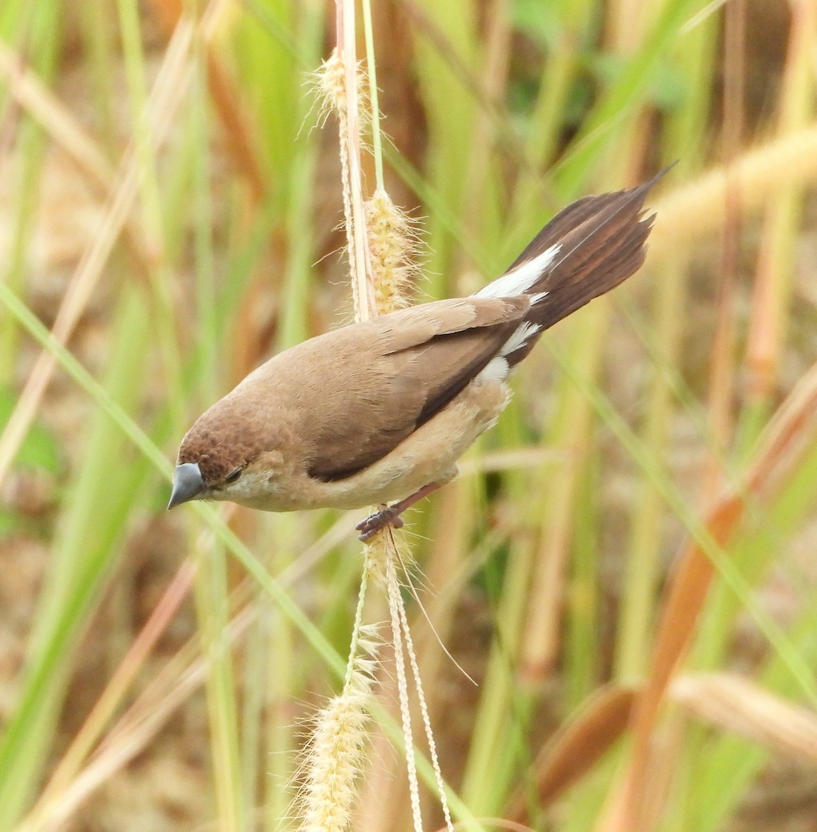 Indian Silverbill - ML626271466