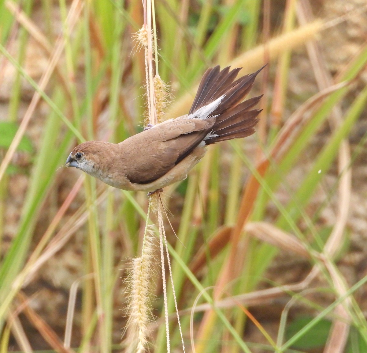 Indian Silverbill - ML626271467