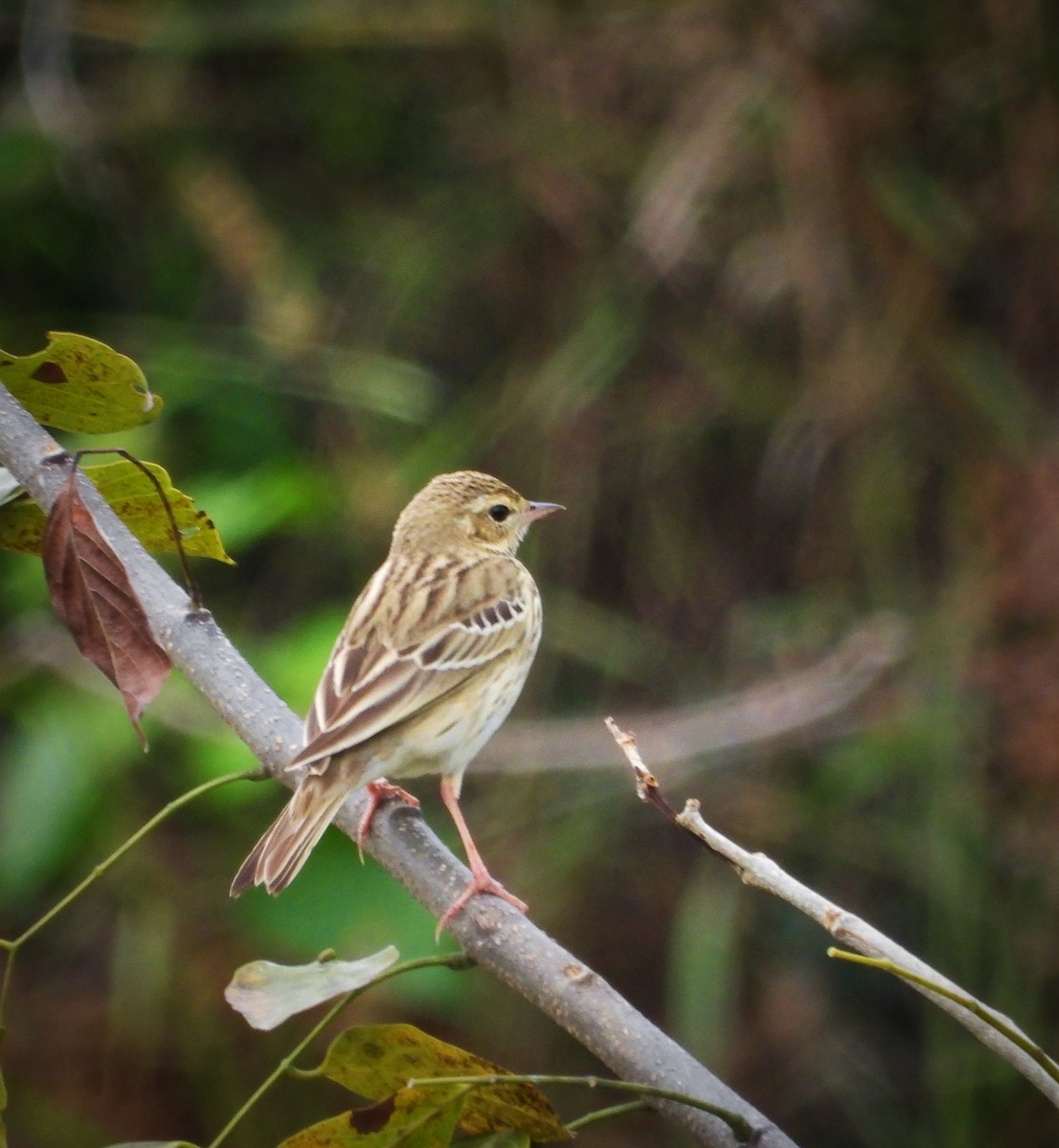 Tree Pipit - ML626271490