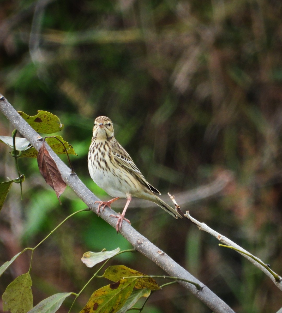 Tree Pipit - ML626271491