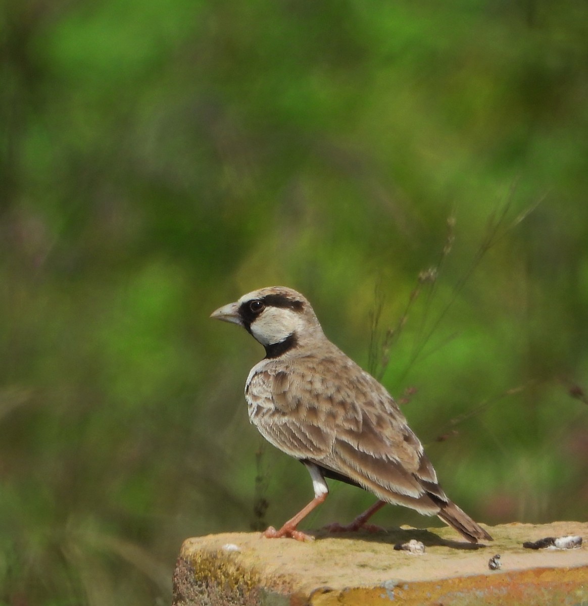 Ashy-crowned Sparrow-Lark - ML626271520