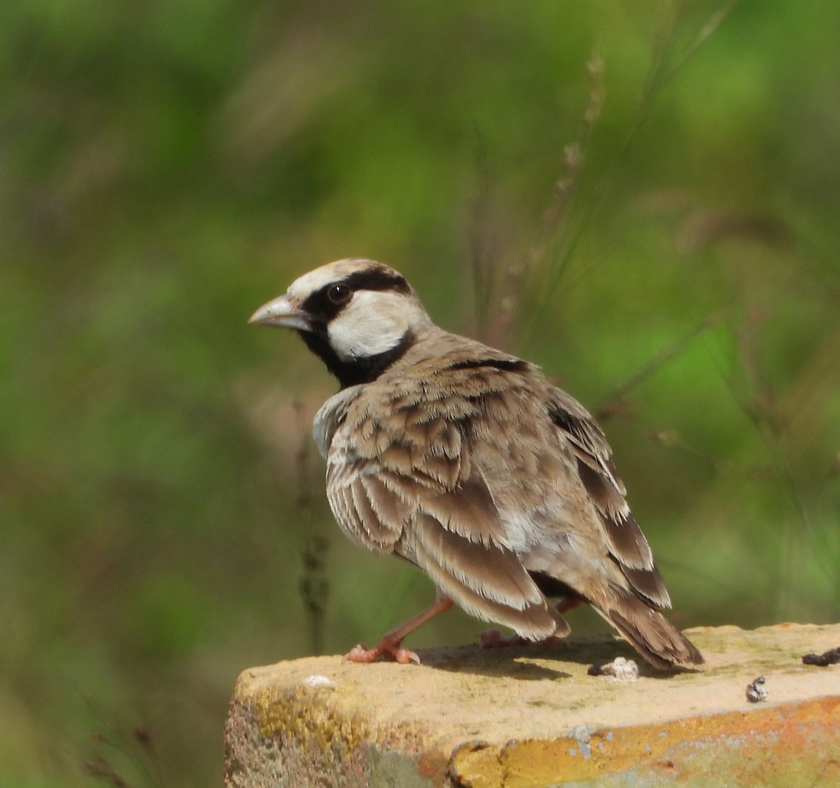 Ashy-crowned Sparrow-Lark - ML626271521