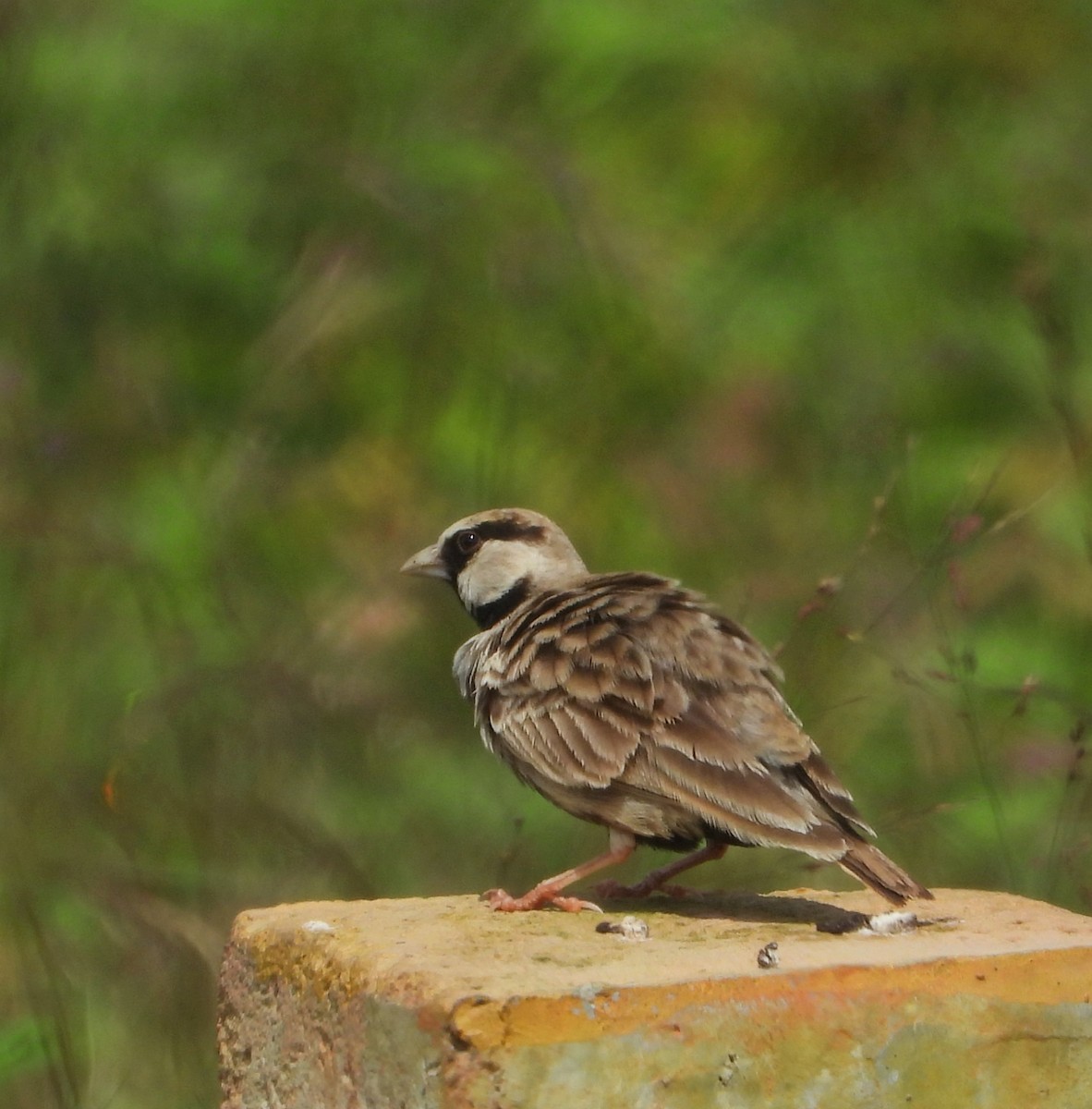 Ashy-crowned Sparrow-Lark - ML626271522