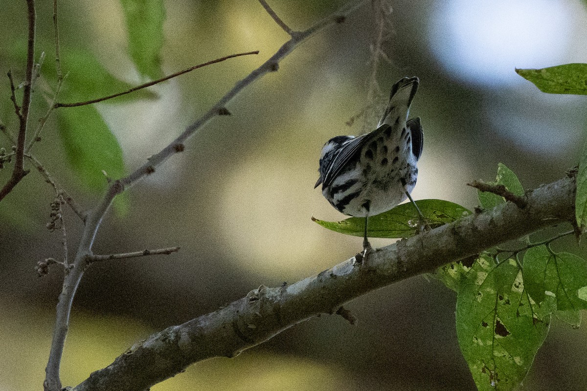 Black-and-white Warbler - ML626271669