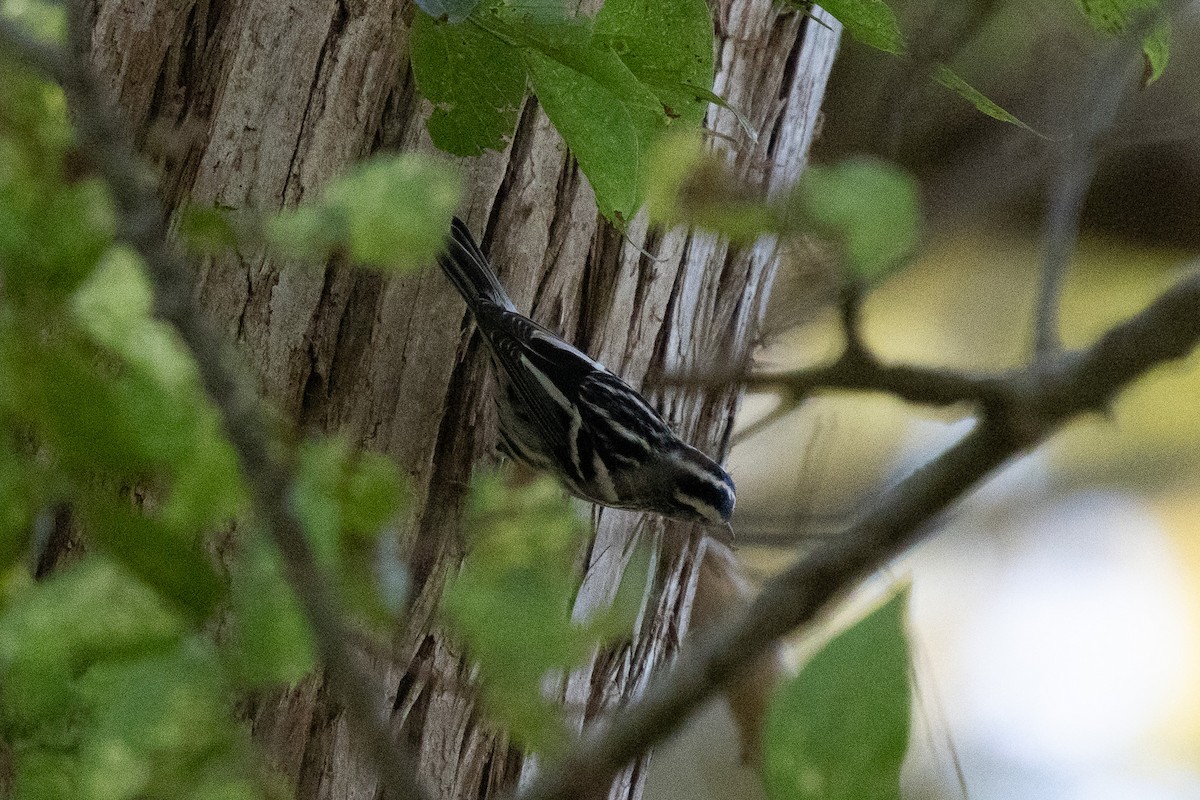 Black-and-white Warbler - ML626271670