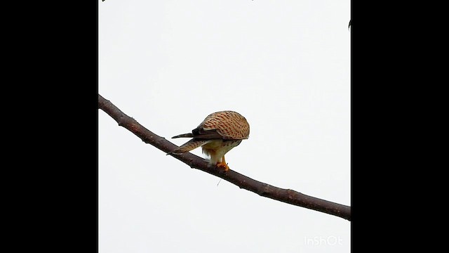 Eurasian Kestrel - ML626271818