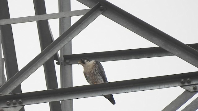 Peregrine Falcon (Tundra) - ML626271842