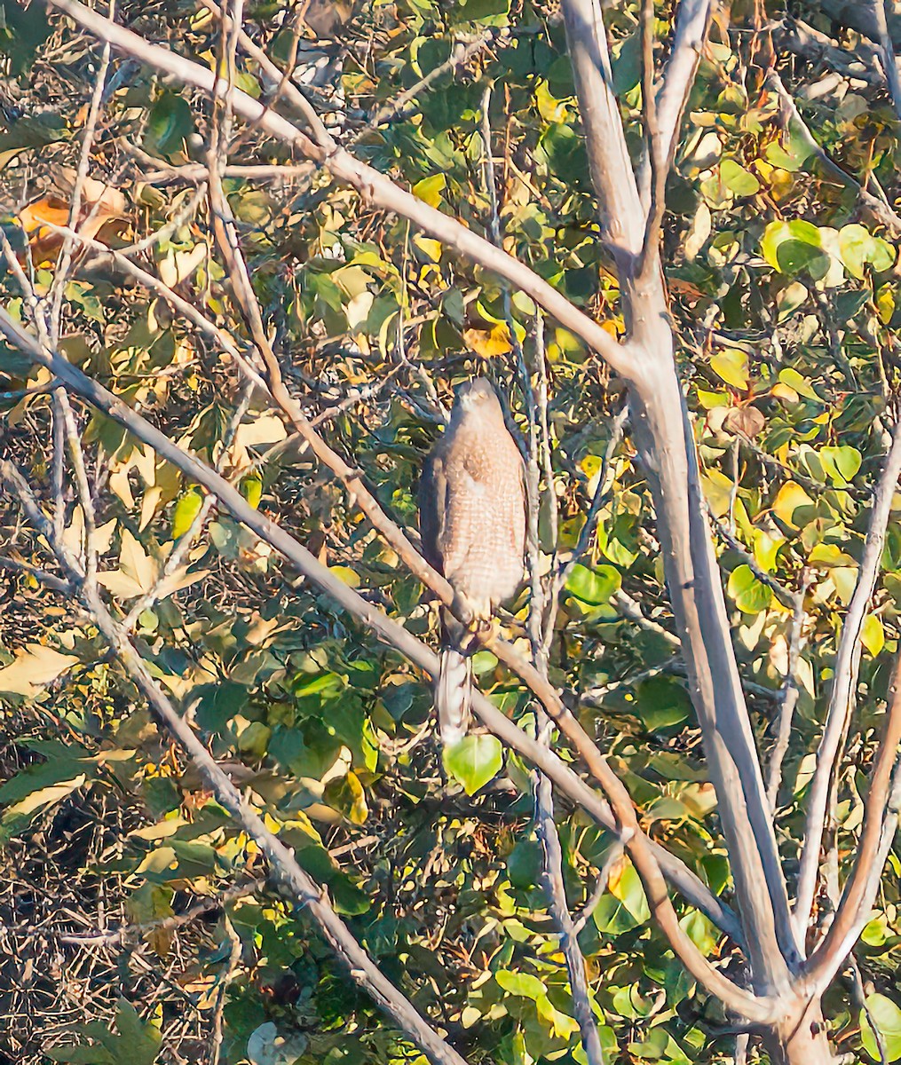 Cooper's Hawk - ML626271951