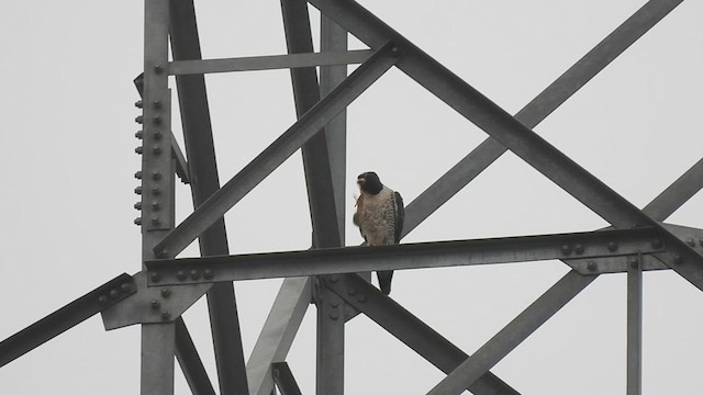Peregrine Falcon (Tundra) - ML626272136