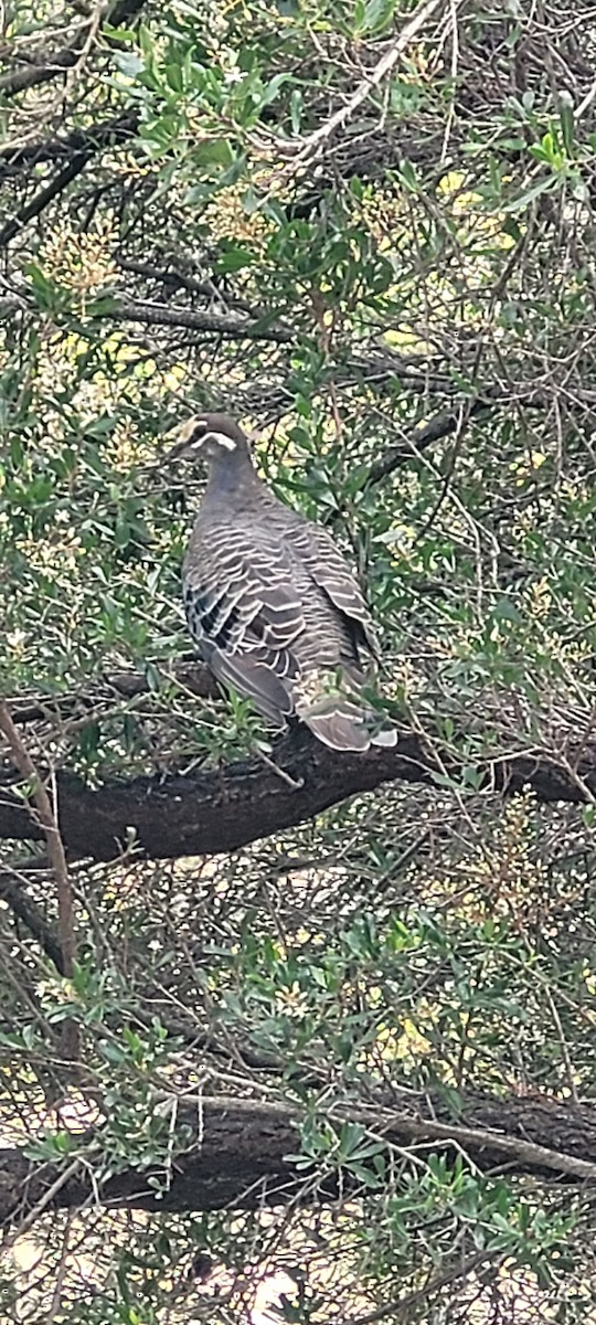 Brush Bronzewing - ML626272210