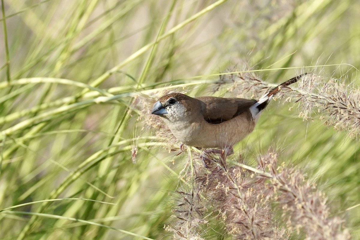 Indian Silverbill - ML626272461