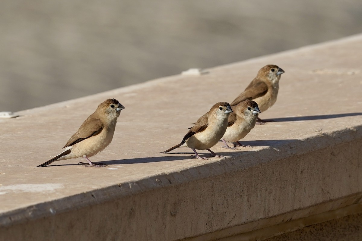 Indian Silverbill - ML626272462