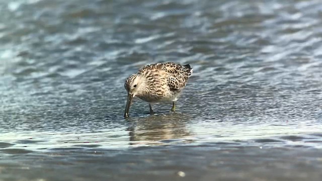 Great Knot - ML626272917