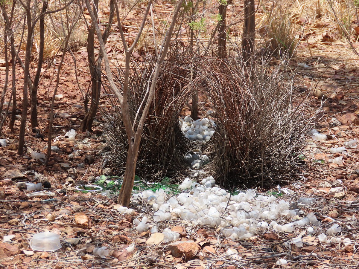 Great Bowerbird - ML626272938
