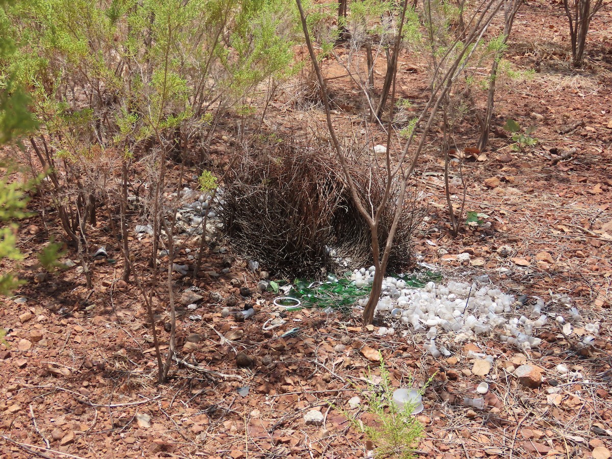 Great Bowerbird - ML626272939