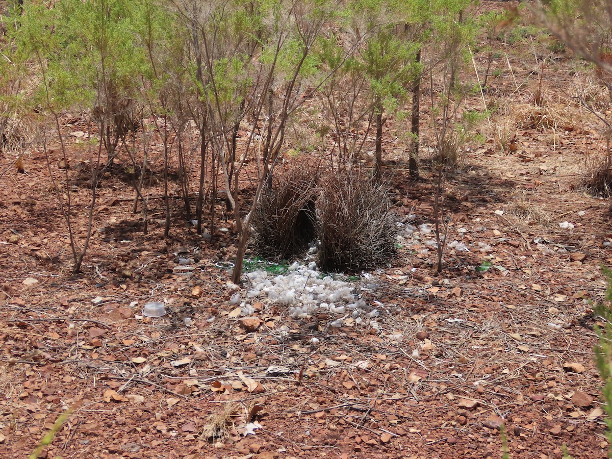 Great Bowerbird - ML626272940