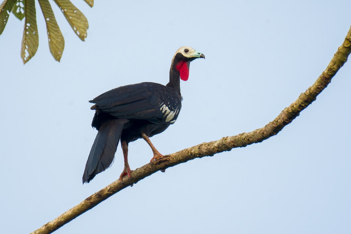 Red-throated Piping-Guan - ML626272942