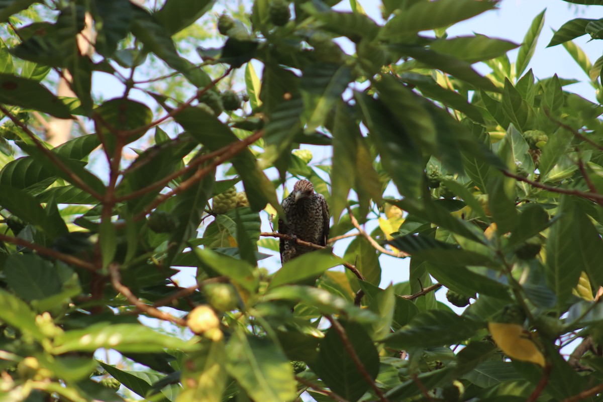 kukačka koel - ML626273017