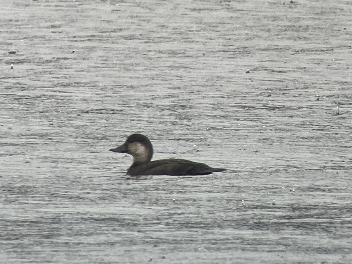 Black Scoter - ML626273021